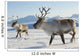 Reindeers Northern Norway Wall Mural