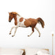 Skewbald Pony Galloping White