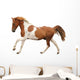 Skewbald Pony Galloping White