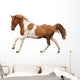 Skewbald Pony Galloping White