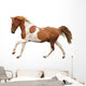 Skewbald Pony Galloping White