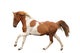 Skewbald Pony Galloping White