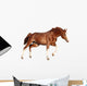 Chestnut Horse Cantering White