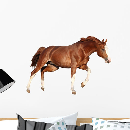 Chestnut Horse Cantering White