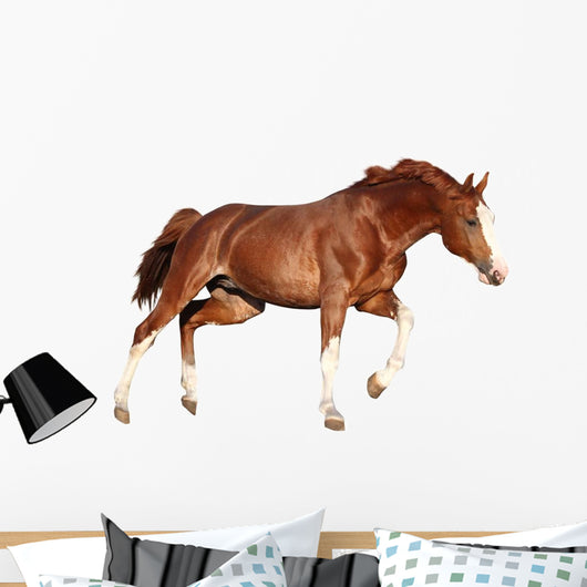 Chestnut Horse Cantering White