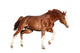 Chestnut Horse Cantering White