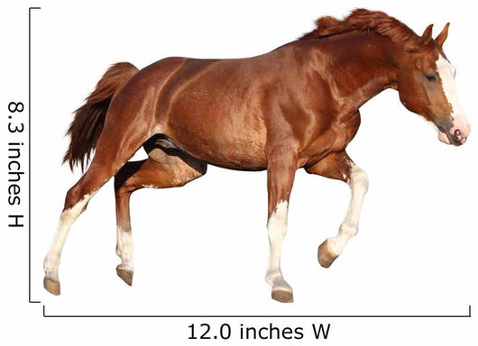 Chestnut Horse Cantering White