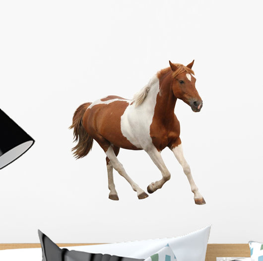 Skewbald Pony Galloping White