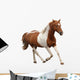 Skewbald Pony Galloping White