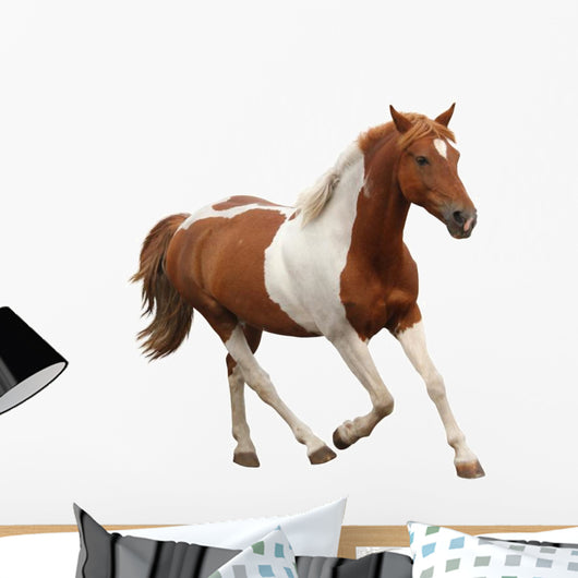 Skewbald Pony Galloping White