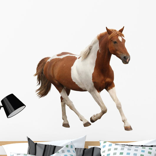 Skewbald Pony Galloping White