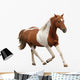 Skewbald Pony Galloping White