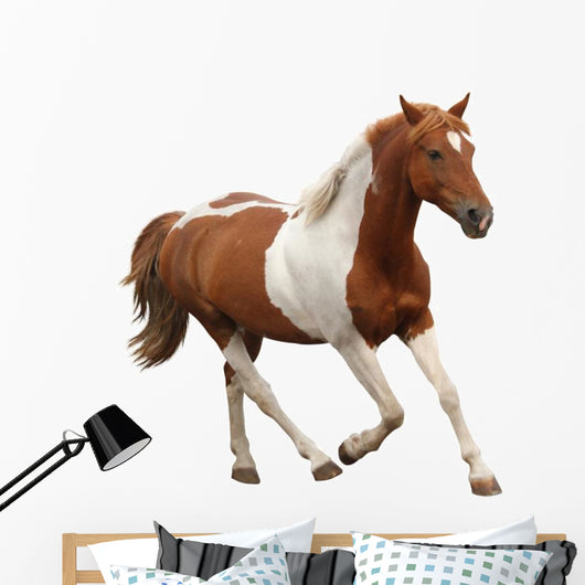 Skewbald Pony Galloping White