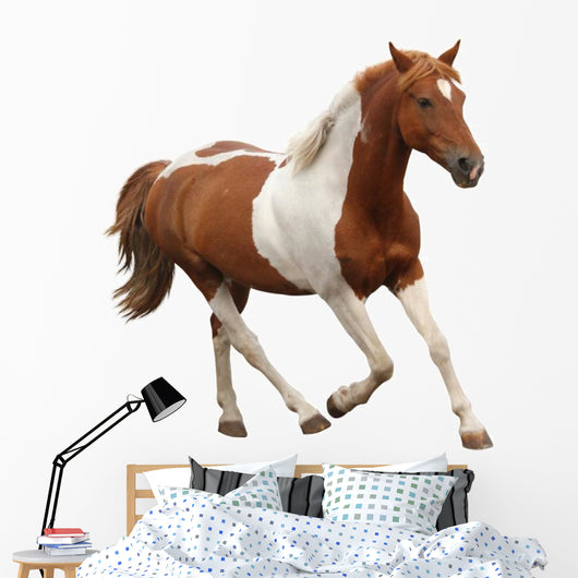 Skewbald Pony Galloping White