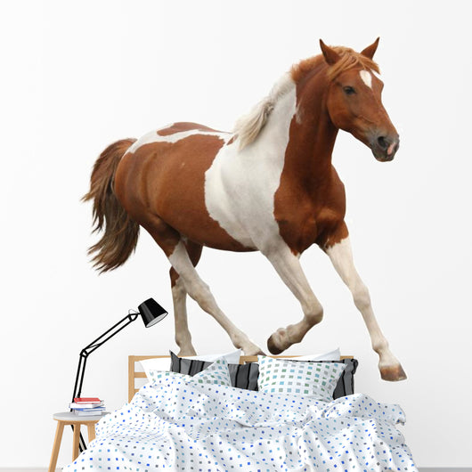 Skewbald Pony Galloping White