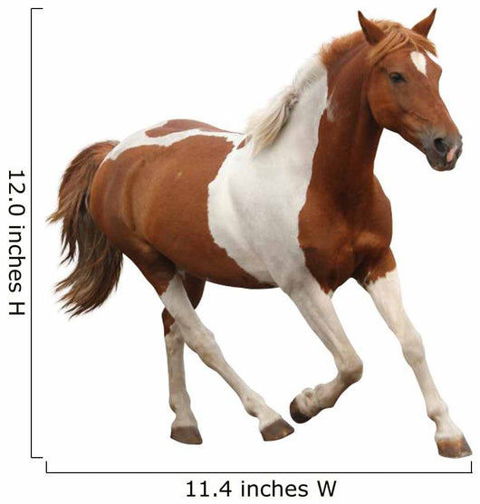 Skewbald Pony Galloping White