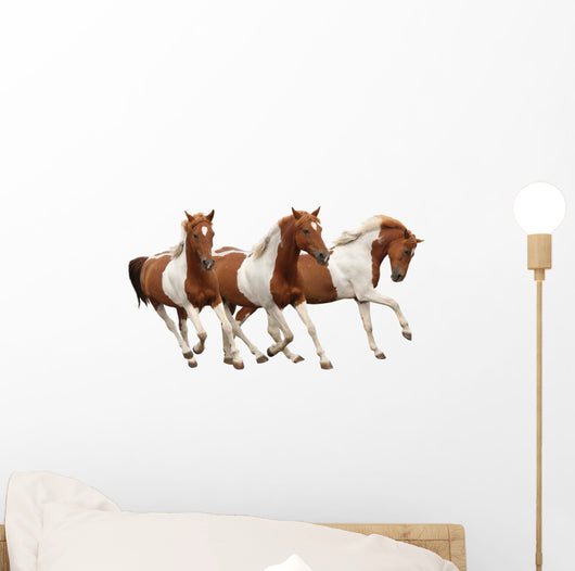 Three Skewbald Horses Galloping
