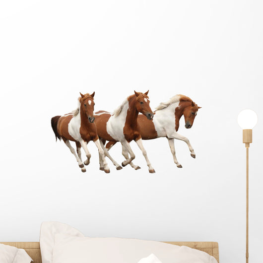 Three Skewbald Horses Galloping