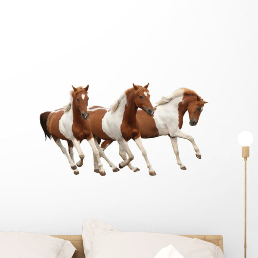 Three Skewbald Horses Galloping