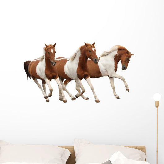 Three Skewbald Horses Galloping