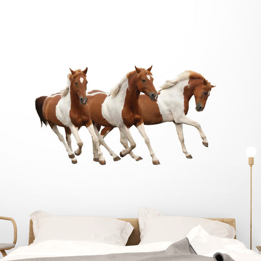 Three Skewbald Horses Galloping