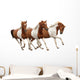 Three Skewbald Horses Galloping