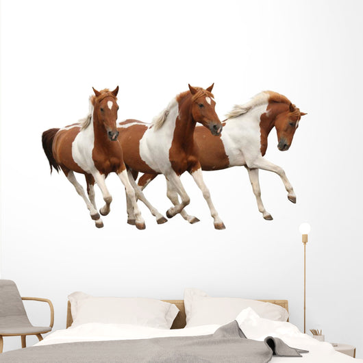 Three Skewbald Horses Galloping