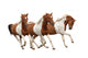 Three Skewbald Horses Galloping