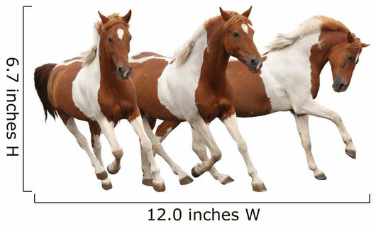 Three Skewbald Horses Galloping