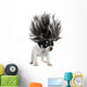 Chihuahua puppy small dog with crazy troll hair Wall Decal