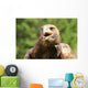 Angry Great Eagle with