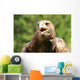 Angry Great Eagle with