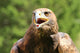 Angry Great Eagle with