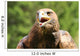 Angry Great Eagle with