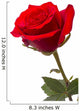 Big Red Rose