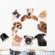 Collage Cute Pets White