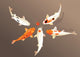 Koi carp Wall Mural