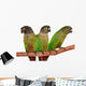 Green Cheek Conure Wall Decal
