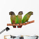 Green Cheek Conure Wall Decal