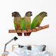 Green Cheek Conure Wall Decal
