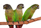 Green Cheek Conure Wall Decal