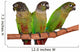Green Cheek Conure Wall Decal