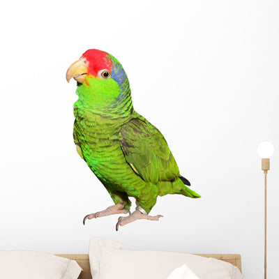Amazon Parrot Wall Decal shown on a wall