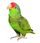 Amazon Parrot Wall Decal