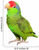 Amazon Parrot Wall Decal
