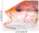 Fresh Red Snapper Fish. Wall Decal