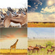 African safari Wall Mural