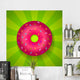 Donut Wall Mural