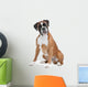 Boxer Dog Front White