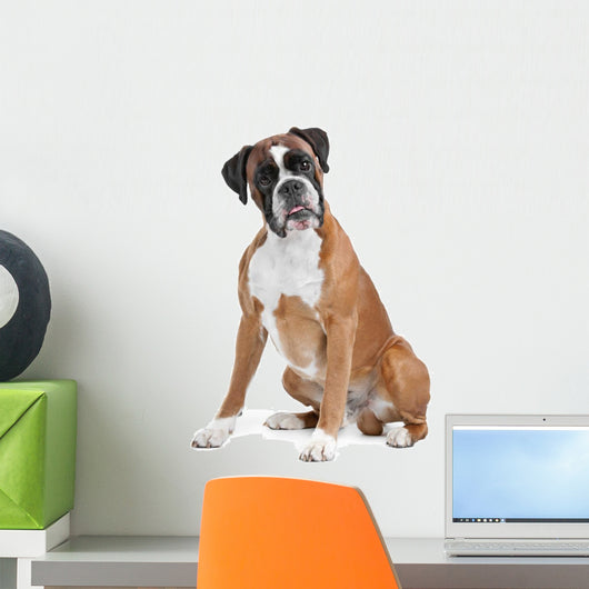 Boxer Dog Front White